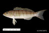 Diplectrum formosum - sand perch, from SEAMAP collections